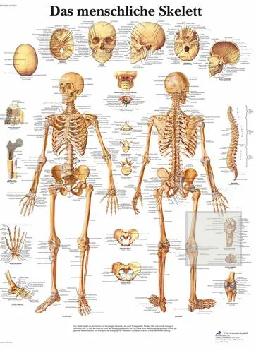 Anatomická tabulka kostra 50 x 67 cm