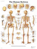 Anatomická tabulka kostra-anglicky  50 x 67 cm