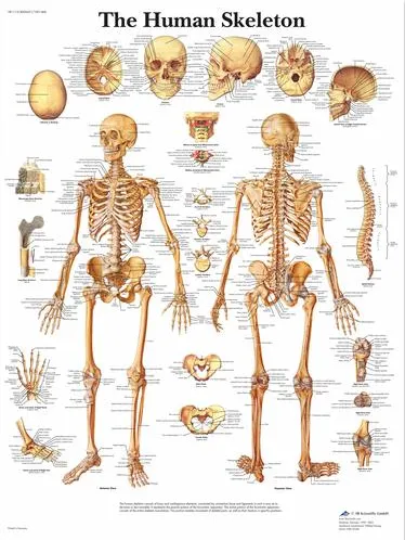 Anatomická tabulka kostra-anglicky  50 x 67 cm