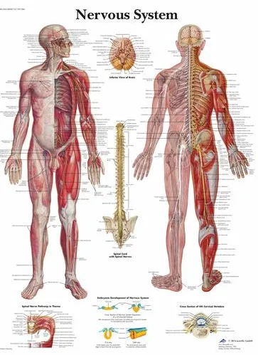 Anatomická tabulka schéma nervového systému 50 x 67 cm