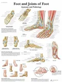 Anatomická tabulka masáží reflexních zón chodidel